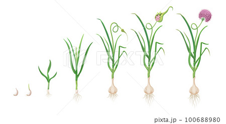 Garlic growth cycle. Vector illustration of development of an agricultural plant. Germination and flowering of agricultural crops 100688980