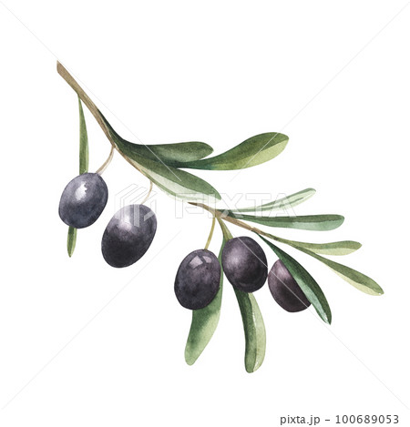 Watercolor drawing of olive branch with leaves isolated on white background. Hand drawn illustration with black olive. 100689053