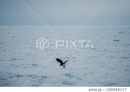 知床の情景#91 100689157