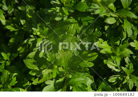 万葉菊花園 万葉菊花園 100689182