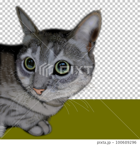 可愛的貓咪圖 100689296