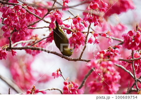 下に向いて咲く寒緋桜の蜜を顔中花粉にまみれて食べるメジロ 100689754