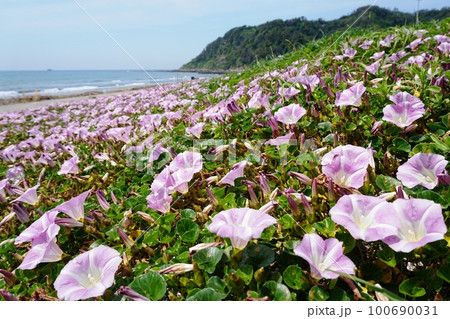 ハマヒルガオが咲く初夏の南房総南無谷海岸 Ver1 ハマヒルガオが咲く初夏の南房総南無谷海岸 Ver1 100690031