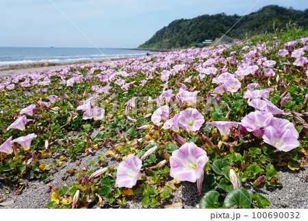 ハマヒルガオが咲く初夏の南房総南無谷海岸 Ver2 ハマヒルガオが咲く初夏の南房総南無谷海岸 Ver2 100690032