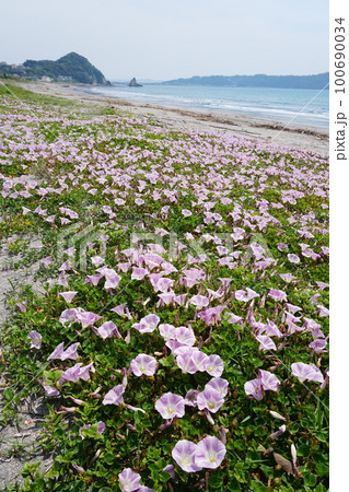 ハマヒルガオが咲く初夏の南房総南無谷海岸 Ver4 ハマヒルガオが咲く初夏の南房総南無谷海岸 Ver4 100690034