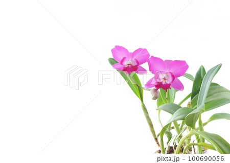 カトレア ピンク色の花 ミニパープル リトルプリンセス 明るい背景 カトレア ピンク色の花 ミニパープル リトルプリンセス 明るい背景 100690056