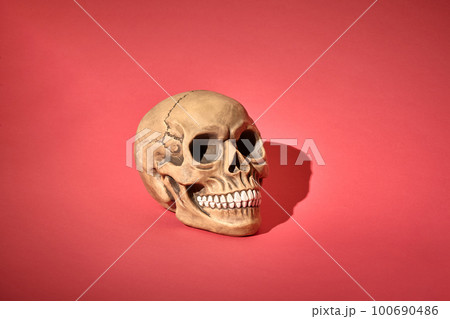 Realistic model of a human skull with teeth and shadow on a red background. Medical science or Halloween horror concept. 100690486