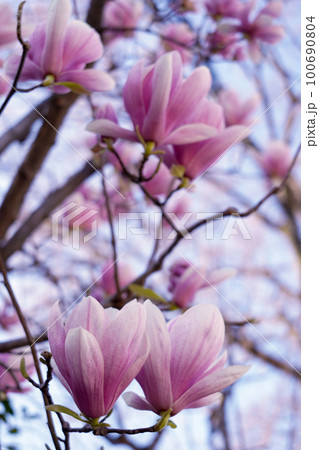 紫木蓮の花 紫木蓮の花 100690804