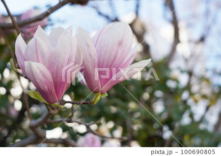 紫木蓮の花 紫木蓮の花 100690805