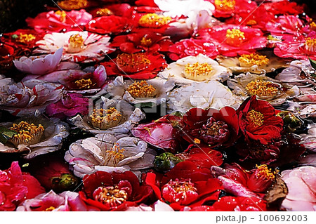 Camellia flowers 100692003