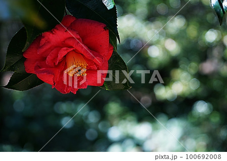 Camellia flowers 100692008