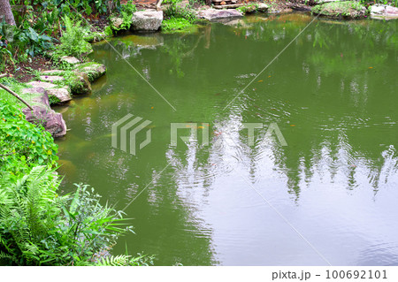backyard garden pond with green plant 100692101