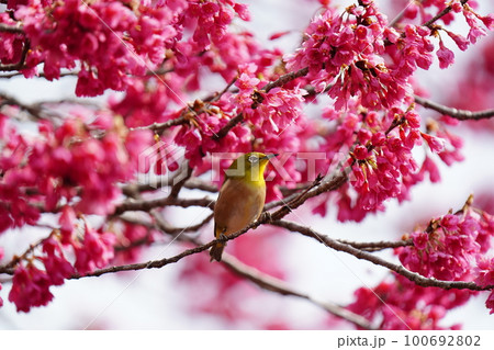 下を向いて咲く寒緋桜の花のため顔中花粉で黄色くして蜜を吸うメジロ 100692802