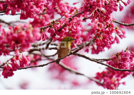 下を向いて咲く寒緋桜の花のため顔中花粉で黄色くして蜜を吸うメジロ 100692804