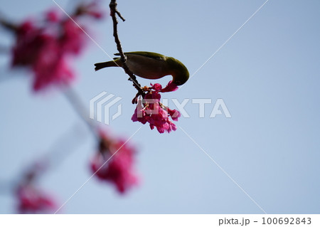 下を向いて咲く寒緋桜の花のため顔中花粉で黄色くして蜜を吸うメジロ 100692843
