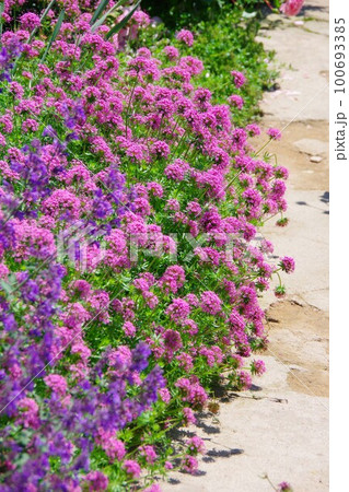 庭イメージ 100693385