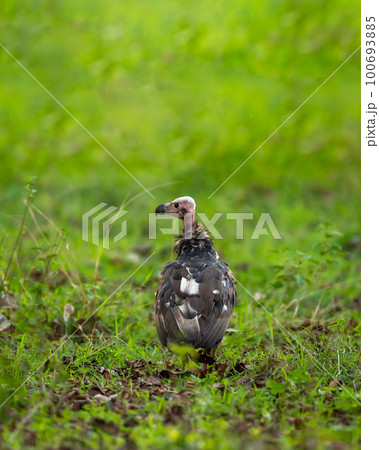 red headed vulture or sarcogyps calvus or Asian king or Indian black vulture in natural monsoon green background at Bandhavgarh National Park or Reserve Madhya pradesh india 100693885