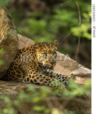 wild female leopard flora or panther or panthera pardus fusca closeup resting on big rock in natural monsoon green background and eye contact in safari at jhalana forest reserve jaipur rajasthan india 100693887