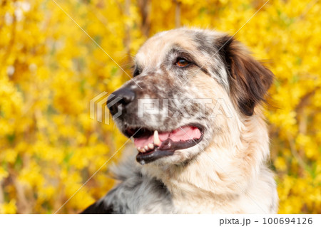 Big mixed breed dog portrait, yellow flowers 100694126
