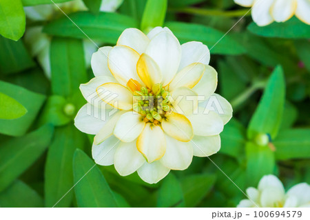 Beautiful zinnia flower in the garden close up 100694579