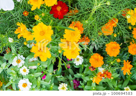 Beautiful Cosmos flower in the garden close up Beautiful Cosmos flower in the garden close up 100694583