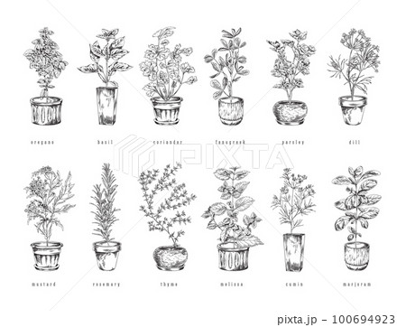 Set of hand drawn monochrome natural herbs in pots sketch style Set of hand drawn monochrome natural herbs in pots sketch style 100694923
