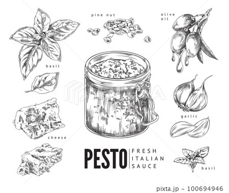 Italian pesto ingredients and pesto sauce in jar, vector illustration isolated. 100694946