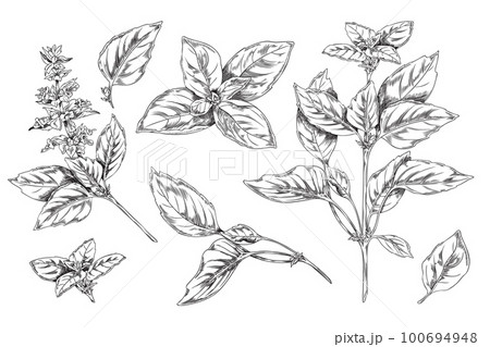 Basil botanical set of ink sketch style vector illustrations isolated on white. 100694948