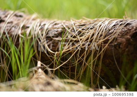 Young green grass and dry grass on a trunk in the forest Young green grass and dry grass on a trunk in the forest 100695398