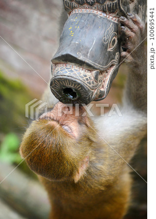 A monkey drinking from a public fountain A monkey drinking from a public fountain 100695441