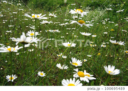 Field of daisies in spring Field of daisies in spring 100695489