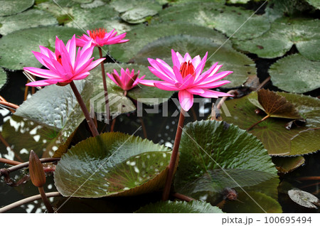 Pink water lily flowers Pink water lily flowers 100695494