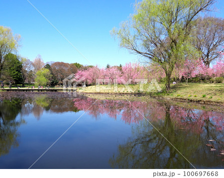 桃の花咲く風景 100697668