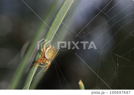 生き物 蜘蛛 ムツボシオニグモ、黄色っぽい体に二~三対の黒点。メス成体の大きさは五~八ミリほど 生き物 蜘蛛 ムツボシオニグモ、黄色っぽい体に二~三対の黒点。メス成体の大きさは五~八ミリほど 100697687