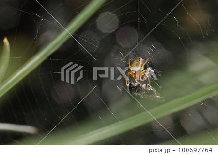 生き物　蜘蛛　ムツボシオニグモ、成体が見られるのは夏。こちらは三月下旬の幼体 100697764