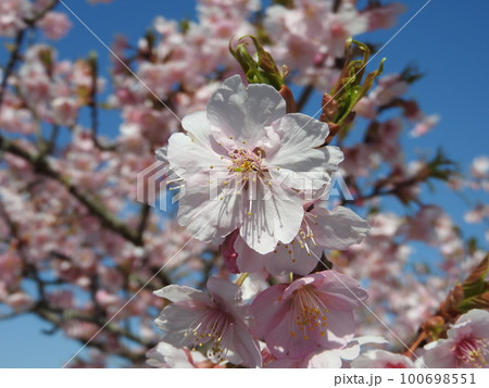 満開の河津桜 100698551