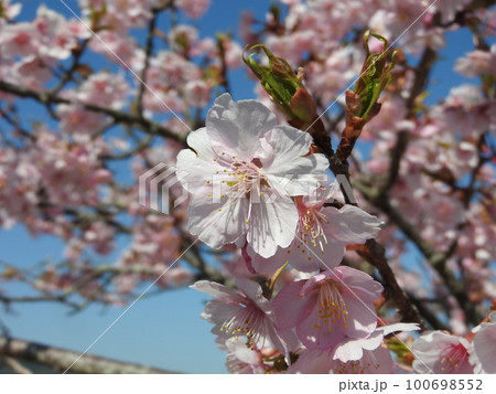 満開の河津桜 100698552