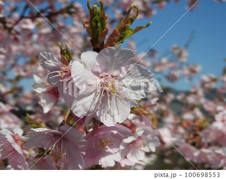 満開の河津桜 100698553