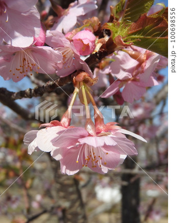 満開の河津桜 満開の河津桜 100698556