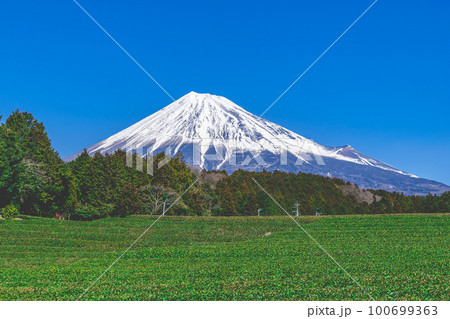 富士山と茶畑 富士山と茶畑 100699363