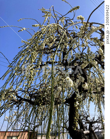 枝垂れ梅 100699422