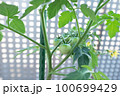 まだ青いミニトマト 100699429