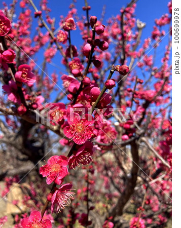 緋梅 緋梅 100699978