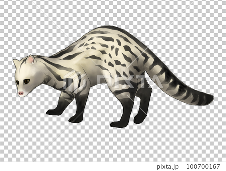 果子狸插圖 100700167