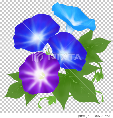 Illustration of morning glory 100700668