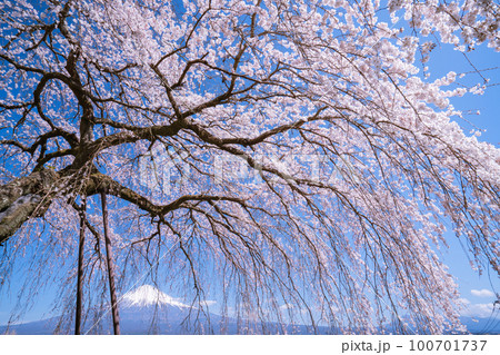 （静岡県）富士宮市先照寺の枝垂れ桜と富士山 100701737