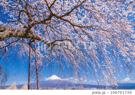 （静岡県）富士宮市先照寺の枝垂れ桜と富士山 100701739