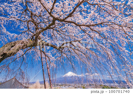 (静岡県)富士宮市先照寺の枝垂れ桜と富士山 (静岡県)富士宮市先照寺の枝垂れ桜と富士山 100701740