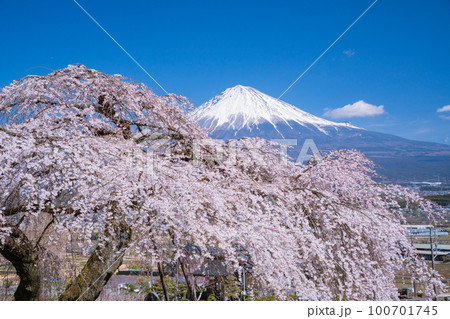 (静岡県)富士宮市先照寺の枝垂れ桜と富士山 (静岡県)富士宮市先照寺の枝垂れ桜と富士山 100701745