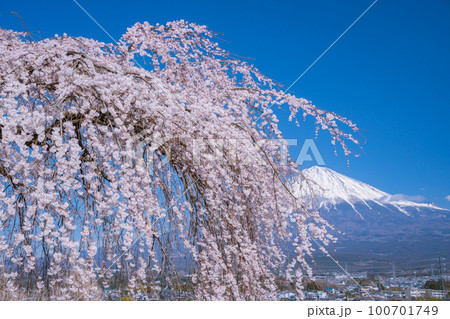(静岡県)富士宮市先照寺の枝垂れ桜と富士山 (静岡県)富士宮市先照寺の枝垂れ桜と富士山 100701749